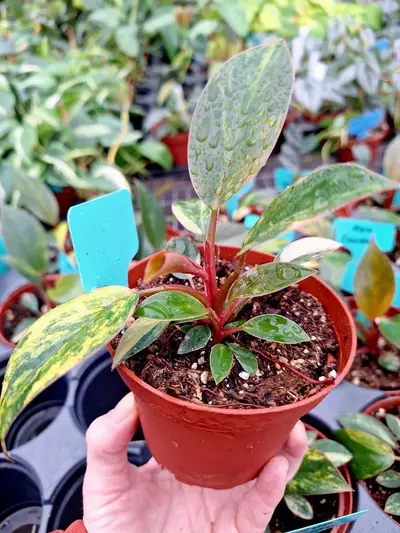 plant/Philodendron Rojo Congo Variegated 4" pot-5-thumbnail