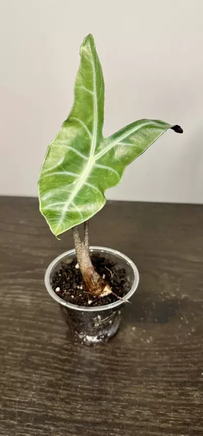 plant/Alocasia Longiloba Denudata CORM-0-thumbnail