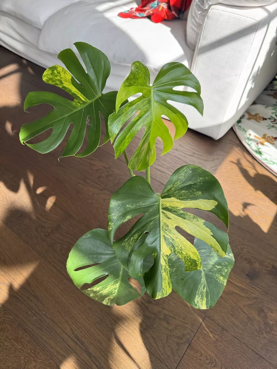 plant/Monstera Yellow Marilyn XL 6”-1