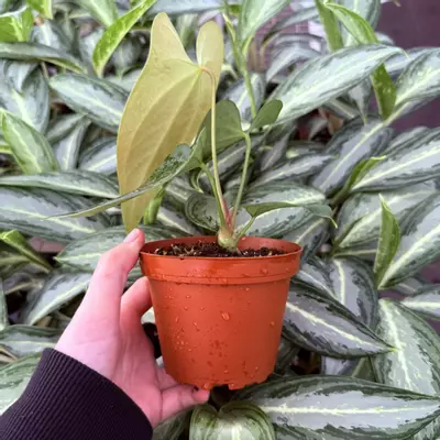 plant/Anthurium Sp. Napo 4” pot Growers Choice-2-thumbnail