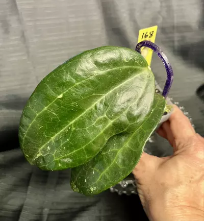 plant/168.  H. aff latifolia IML 1590 (fka Clandestina pink)-1-thumbnail