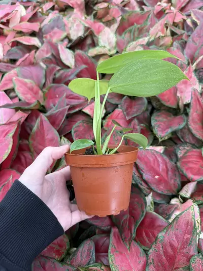 plant/Philodendron Pittieri 4” Pot Growers Choice-1-thumbnail