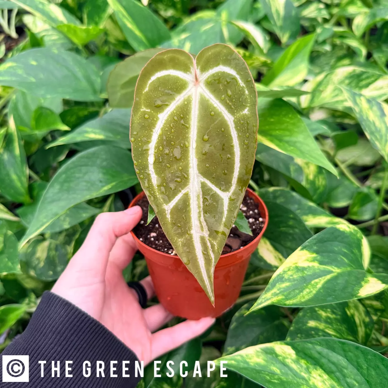 plant/Anthurium Magnificum x Papillilaminum 4” pot Growers Choice-0