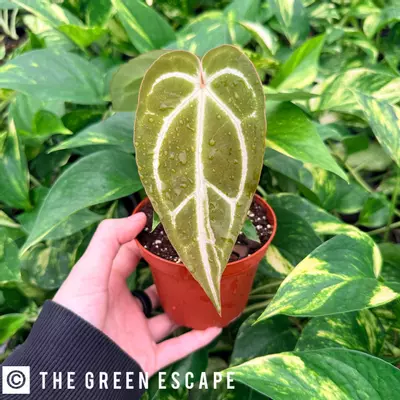 plant/Anthurium Magnificum x Papillilaminum 4” pot Growers Choice-0-thumbnail