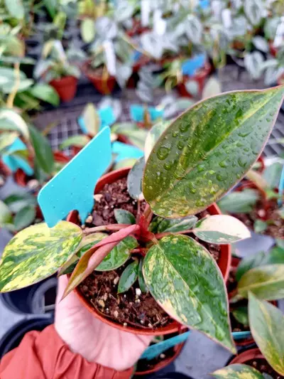 plant/Philodendron Rojo Congo Variegated 4" pot-2-thumbnail