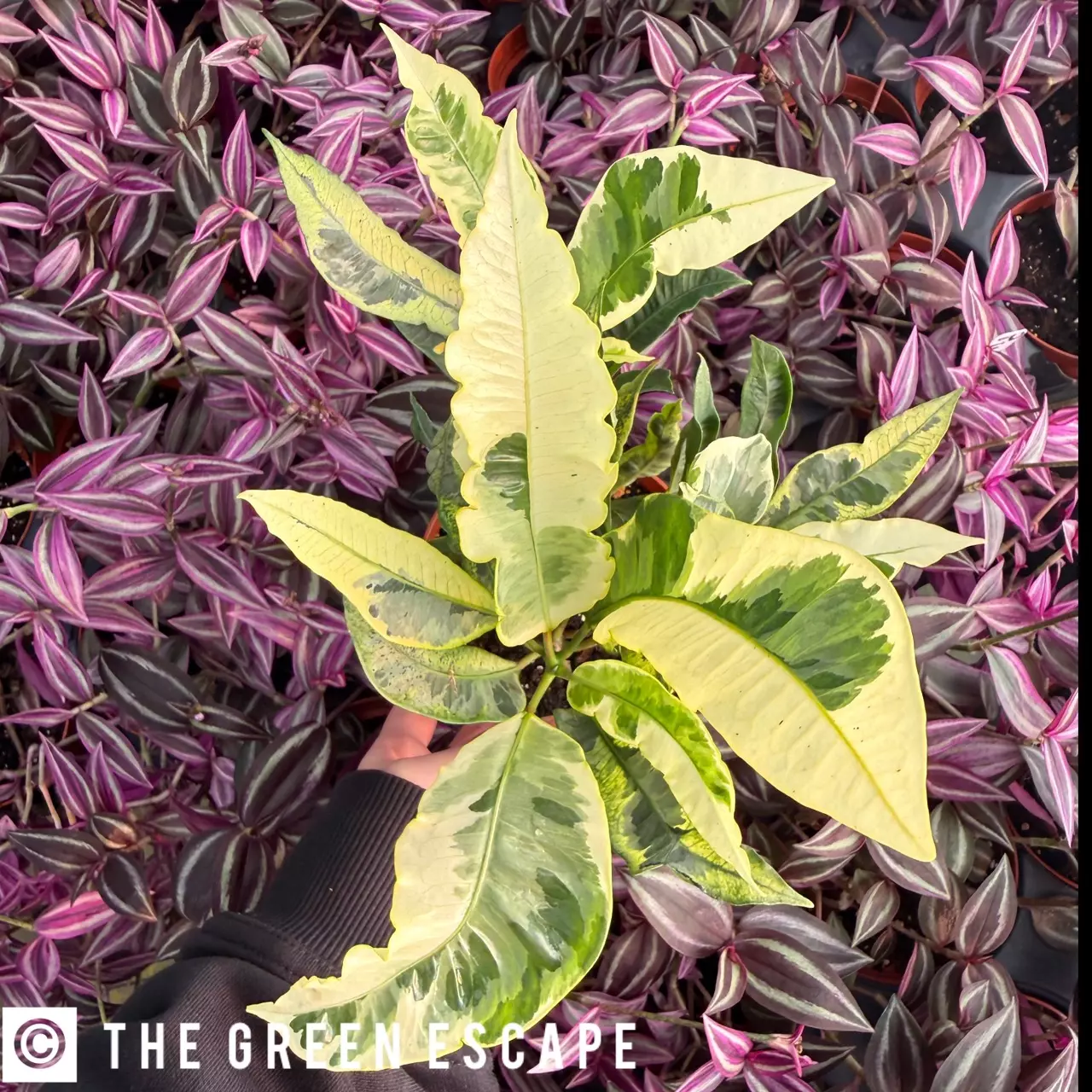 plant/Croton Tamara 4” Pot Growers Choice-0