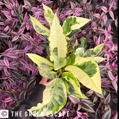 plant/Croton Tamara 4” Pot Growers Choice-0-thumbnail