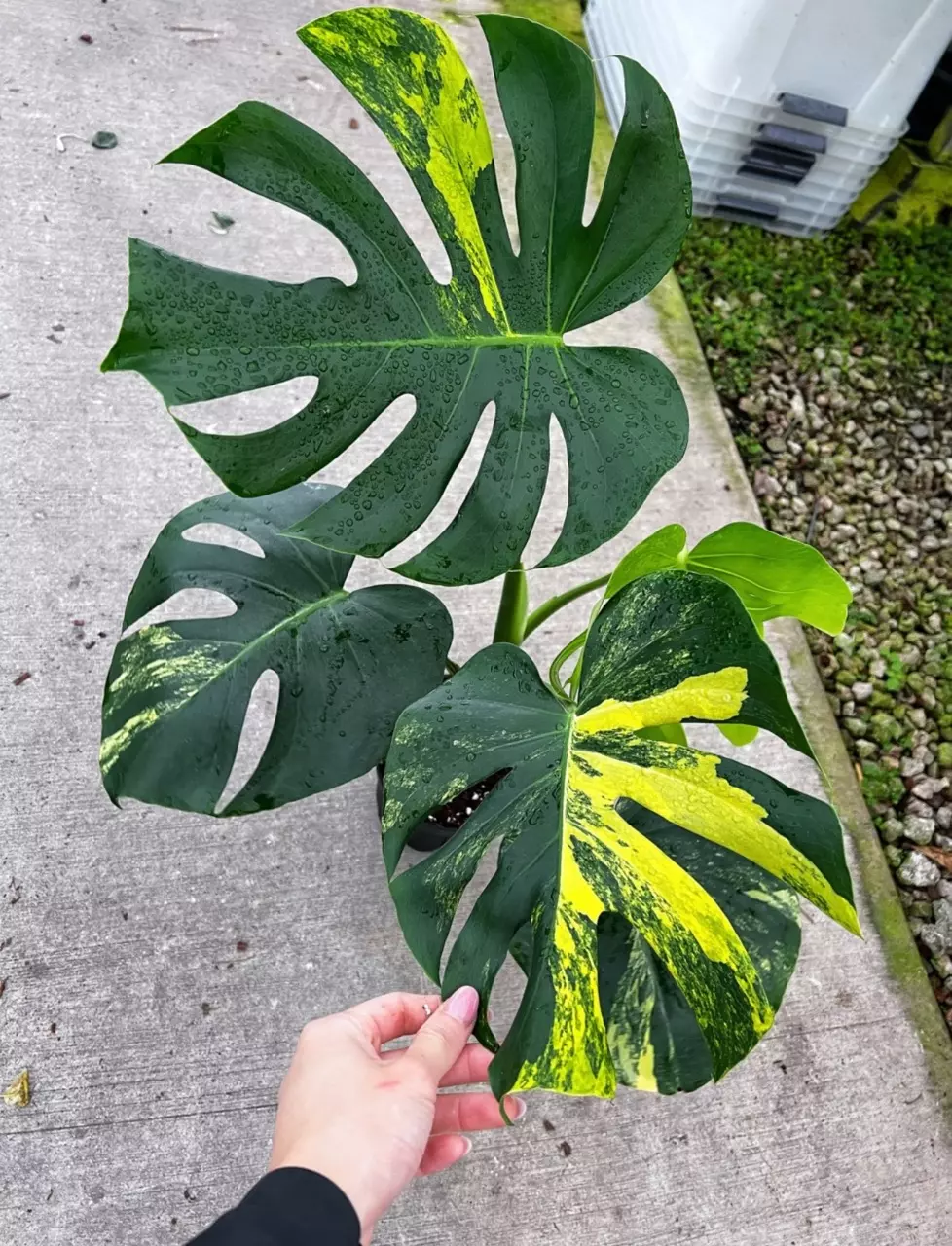 plant/Monstera Yellow Marilyn XL 6”-0
