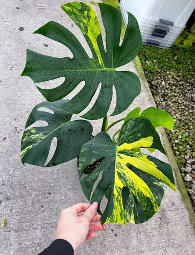 plant/Monstera Yellow Marilyn XL 6”-0-thumbnail