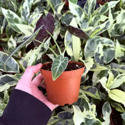 plant/Alocasia Watsoniana Glossy 4” Pot Growers Choice-5-thumbnail