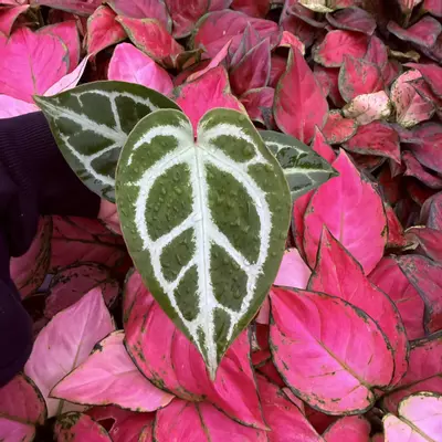 plant/Anthurium Crystallinum Cracklin Veins x Magnificum 4” pot Growers Choice-5-thumbnail