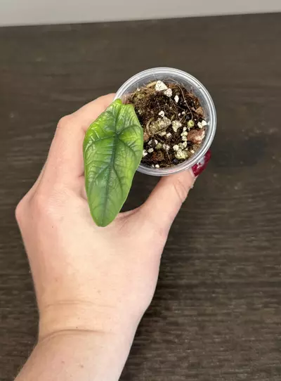 plant/Alocasia Scalprum Mint-0-thumbnail