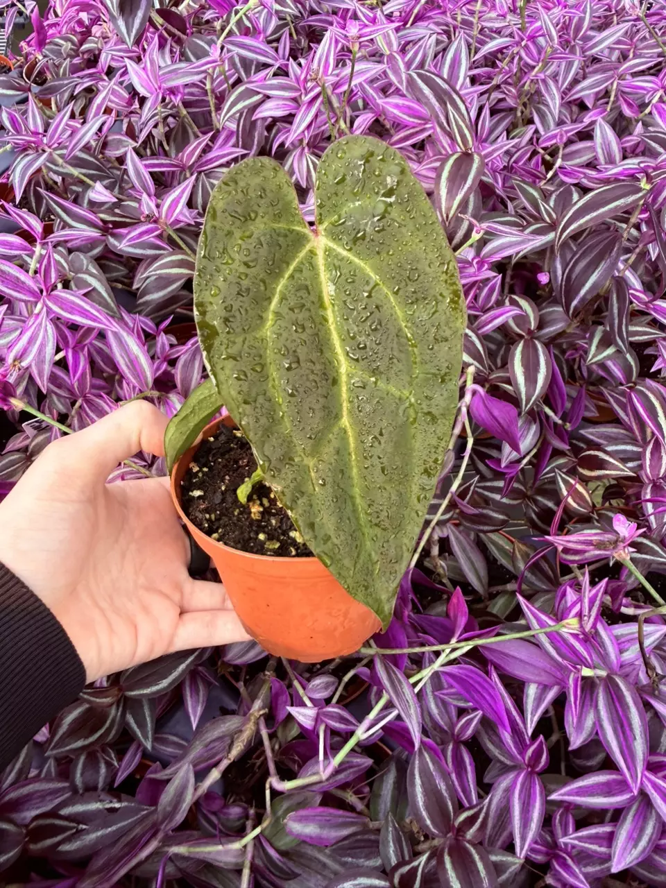 plant/Anthurium KOS Hybrid 4” pot Growers Choice-4