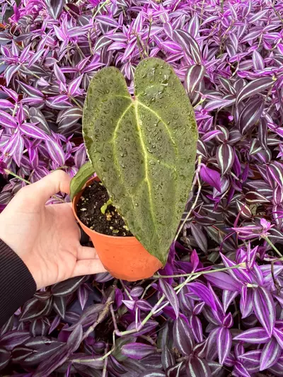 plant/Anthurium KOS Hybrid 4” pot Growers Choice-4-thumbnail