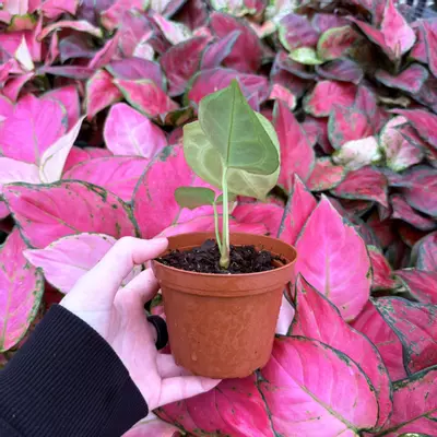 plant/Anthurium Crystallinum Cracklin Veins x Magnificum 4” pot Growers Choice-2-thumbnail