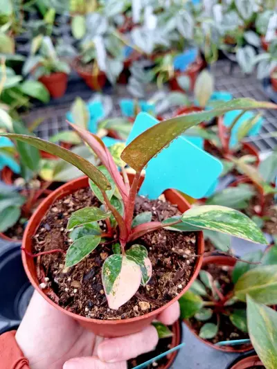 plant/Philodendron Rojo Congo Variegated 4" pot-3-thumbnail