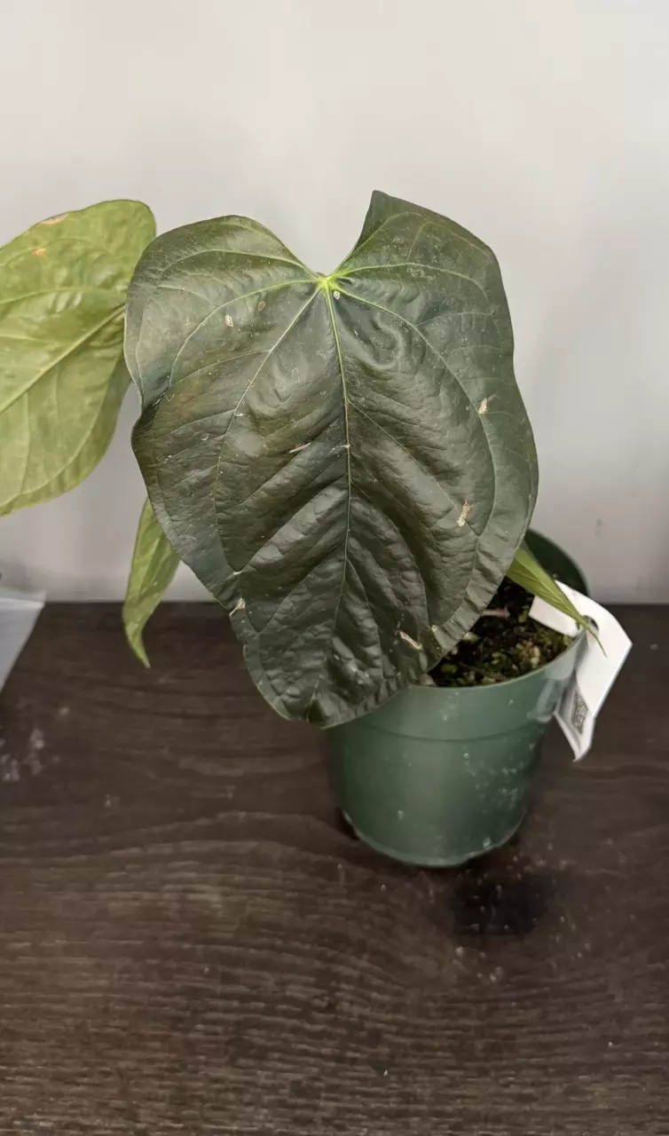 plant/Anthurium Queen of Hearts multi plant pot-0