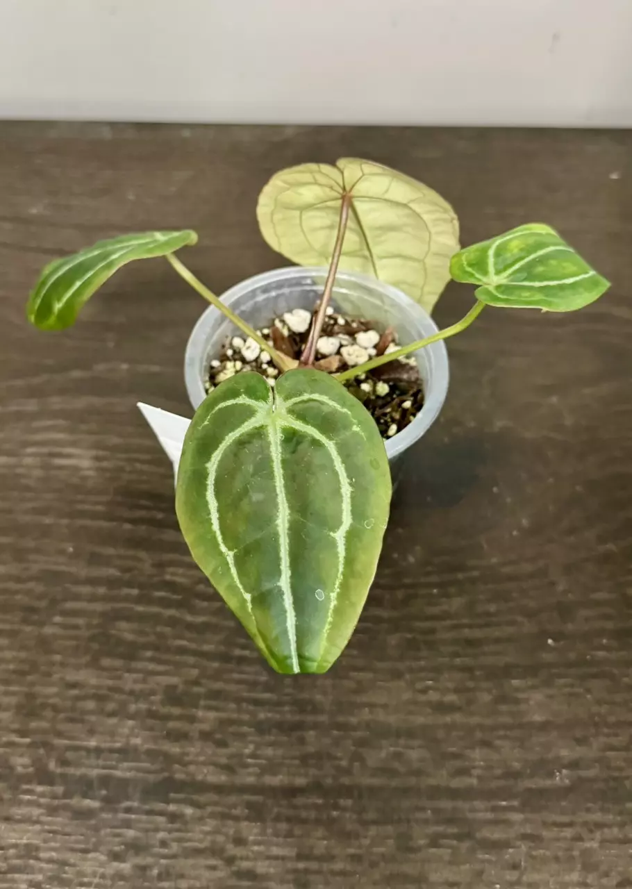 plant/Anthurium Michelle x Tim Anderson Black x Villenaorum-1