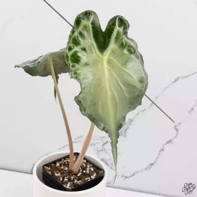plant/Alocasia 'Venom' *Grower's choice*-0-thumbnail