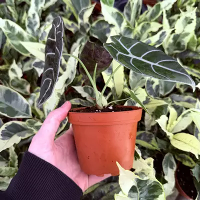 plant/Alocasia Watsoniana Glossy 4” Pot Growers Choice-3-thumbnail