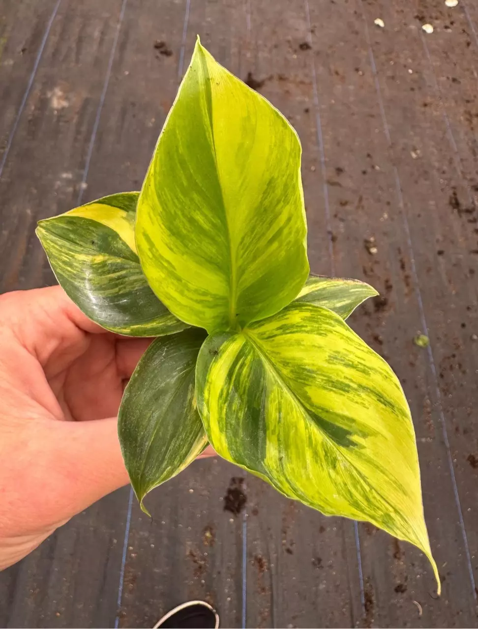 plant/Musa aurea dwarf cavendish banana starter plant growers choice-1