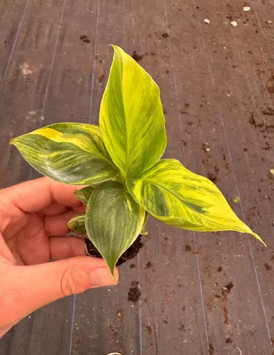 plant/Musa aurea dwarf cavendish banana starter plant growers choice-3-thumbnail