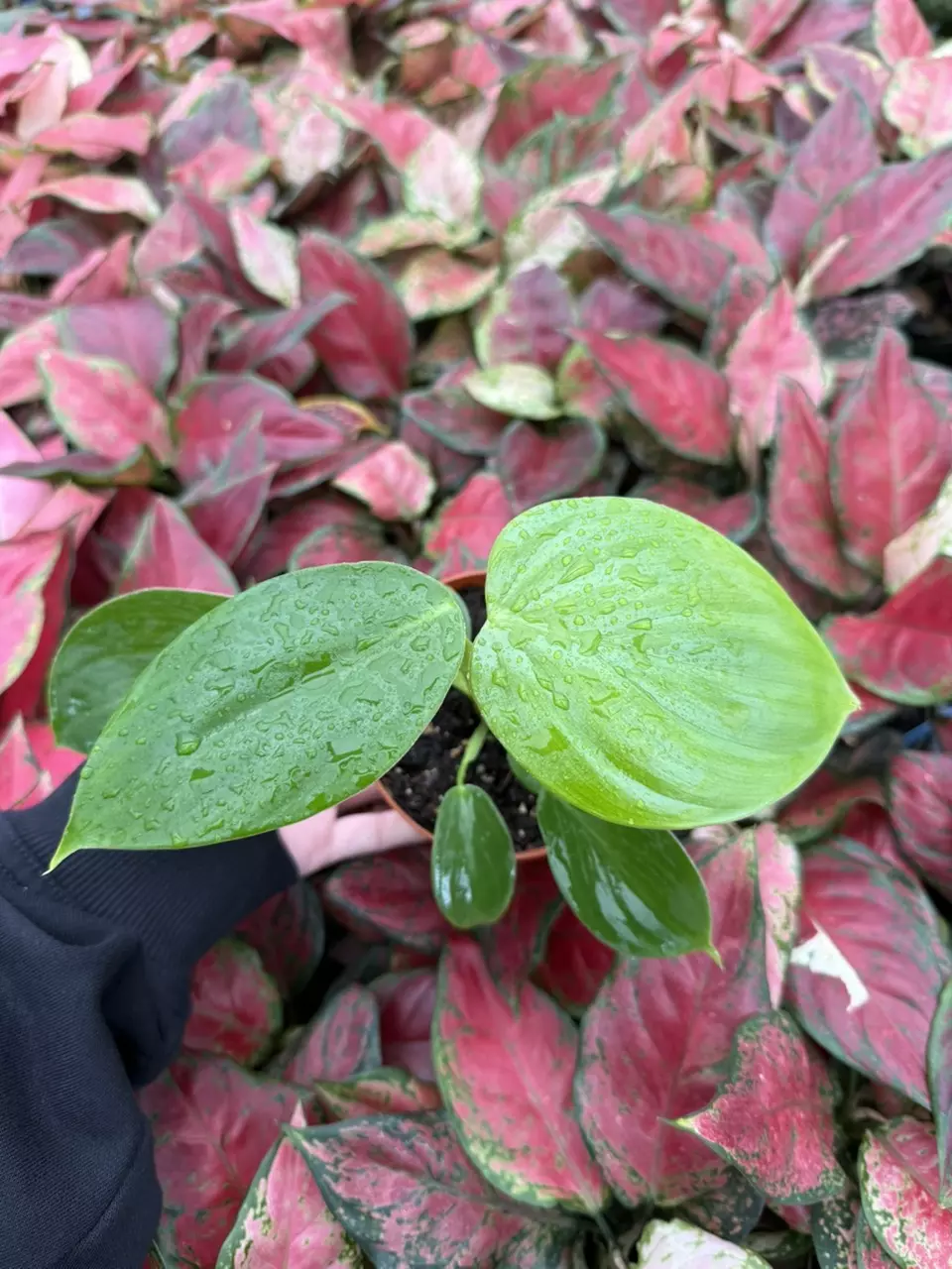 plant/Philodendron Pittieri 4” Pot Growers Choice-5