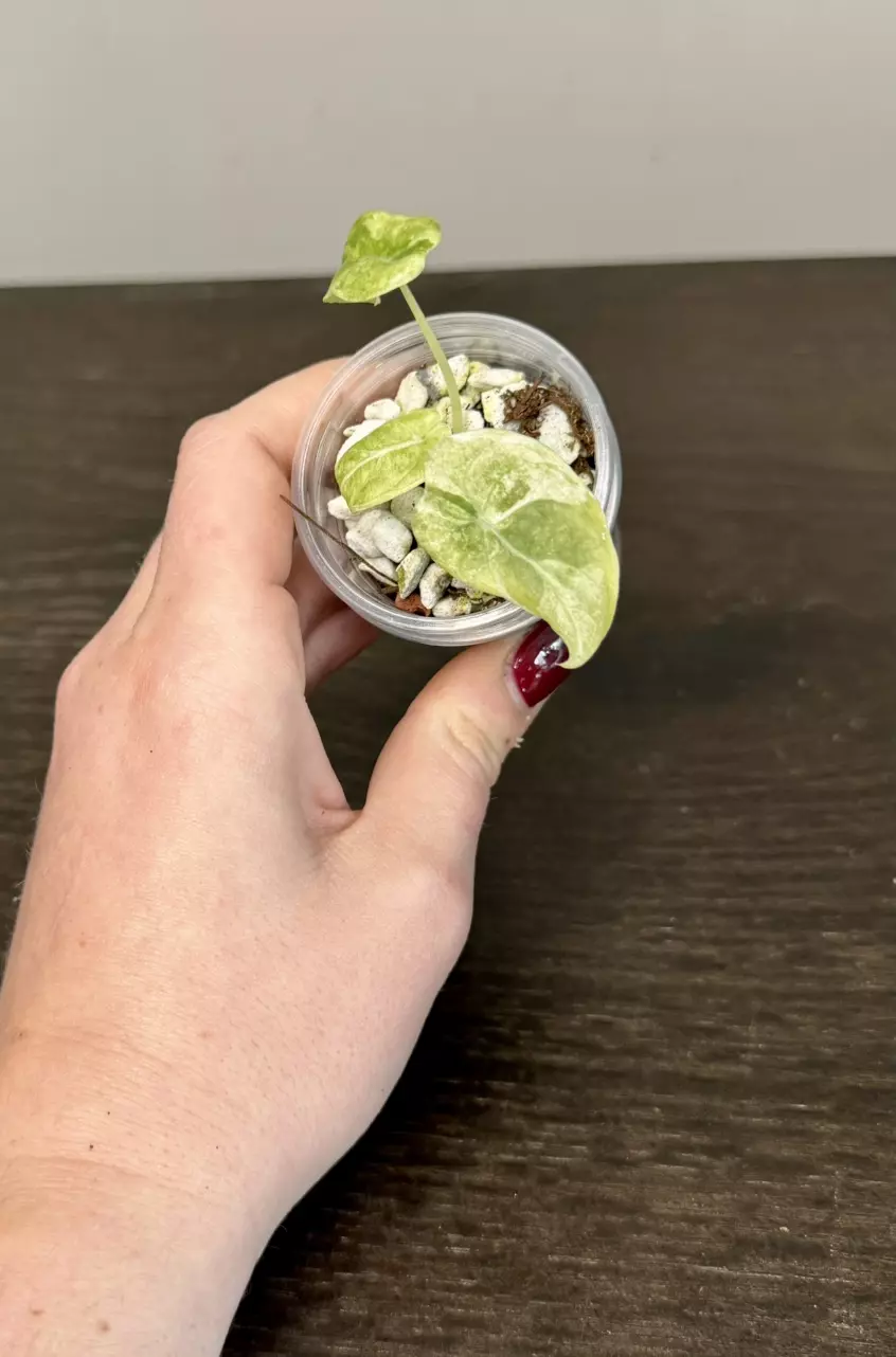 plant/Alocasia Watsoniana Glossy Variegated-0