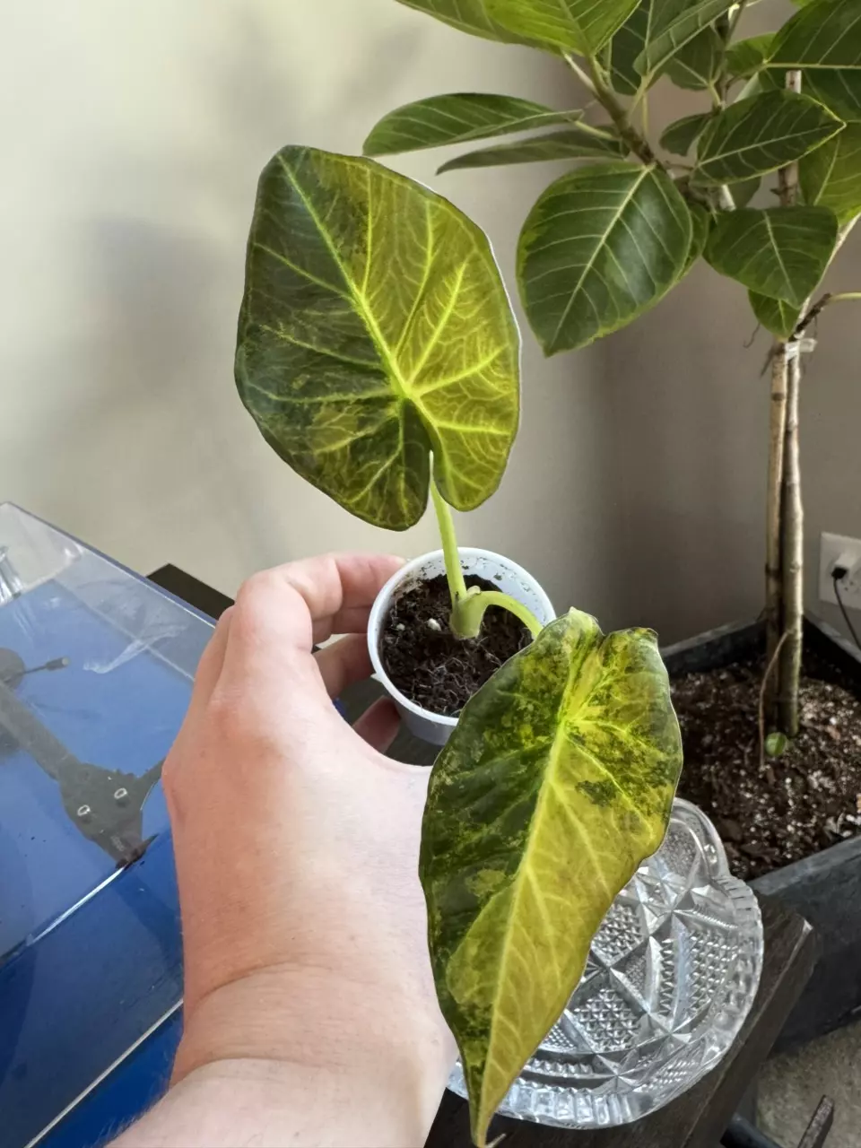 plant/Alocasia Regal Shield “Blue Jeans” corm-0