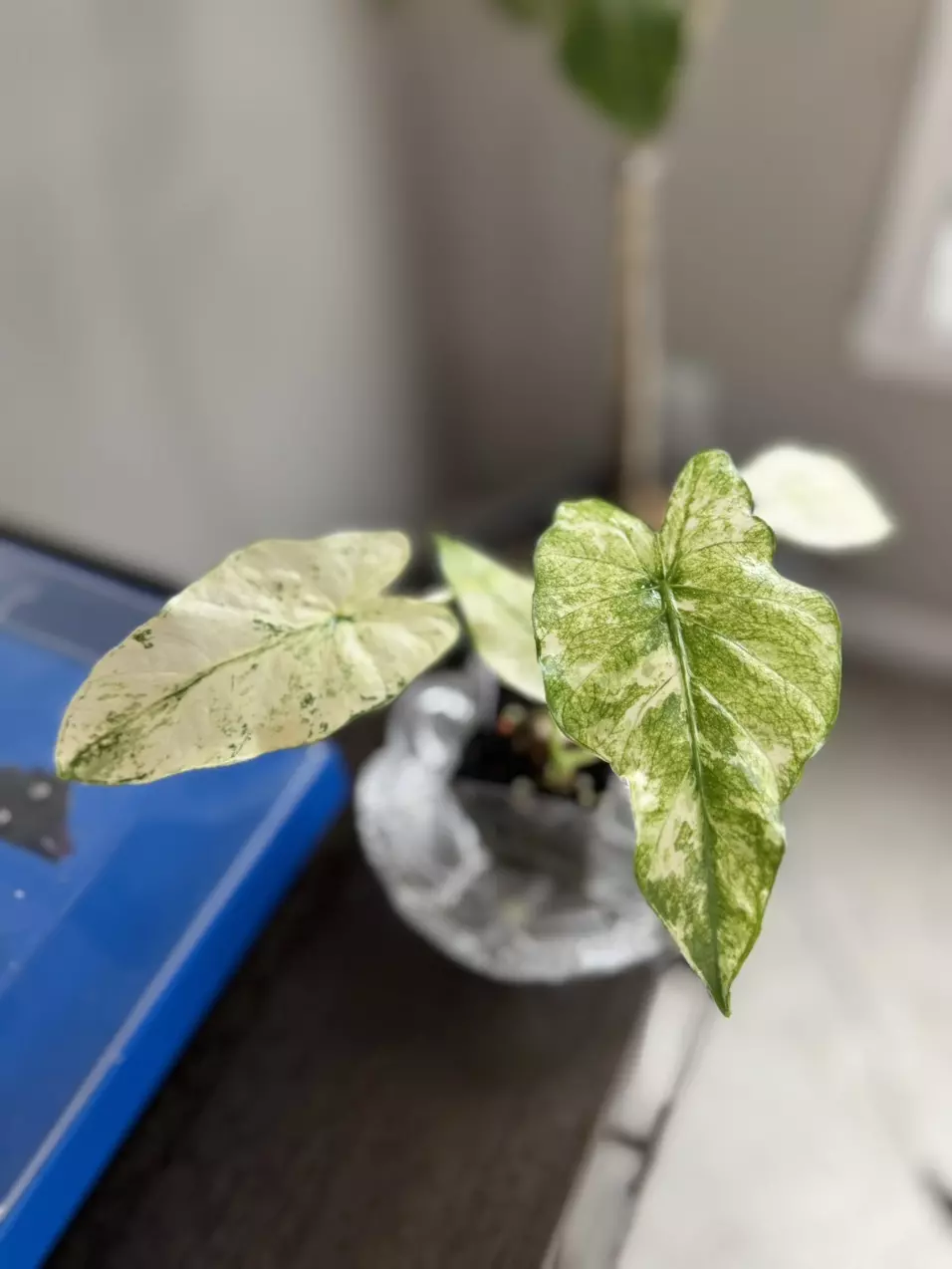 plant/Alocasia Gageana Mint Galaxy CORM-0