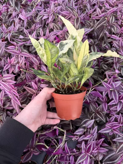 plant/Croton Tamara 4” Pot Growers Choice-1-thumbnail