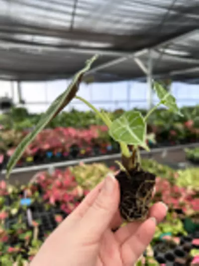 plant/Alocasia Watsoniana Glossy Starter Plant Growers Choice P1-1-thumbnail