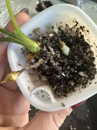 plant/Alocasia Sinuata tricolor Corm-1-thumbnail