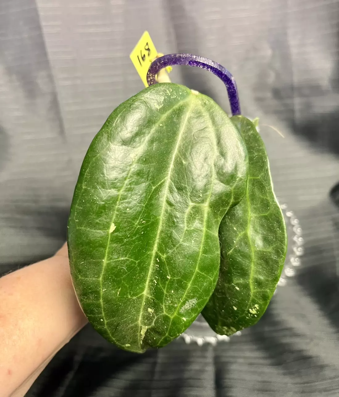 plant/168.  H. aff latifolia IML 1590 (fka Clandestina pink)-2