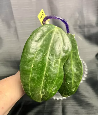 plant/168.  H. aff latifolia IML 1590 (fka Clandestina pink)-2-thumbnail