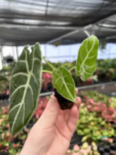 plant/Alocasia Watsoniana Glossy Starter Plant Growers Choice P1-3-thumbnail