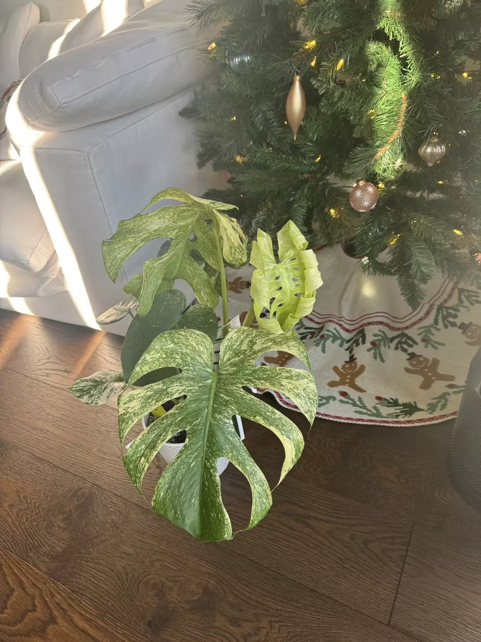 plant/Monstera Mint XL 6”-0