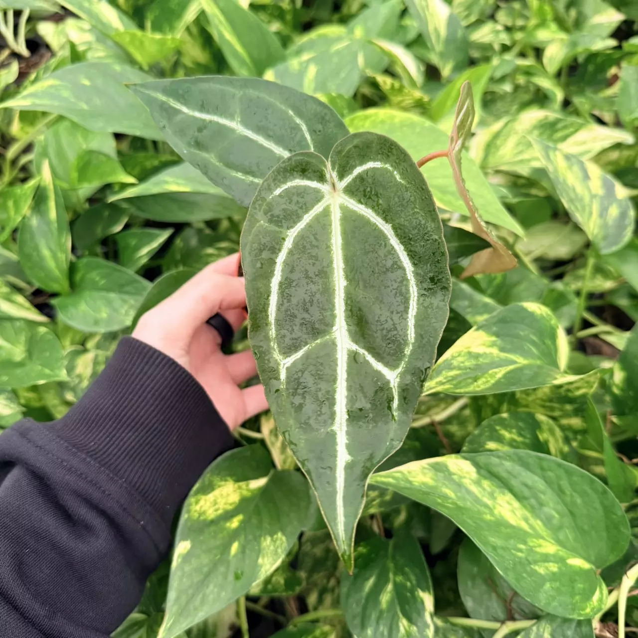plant/Anthurium Magnificum x Papillilaminum 4” pot Growers Choice-4