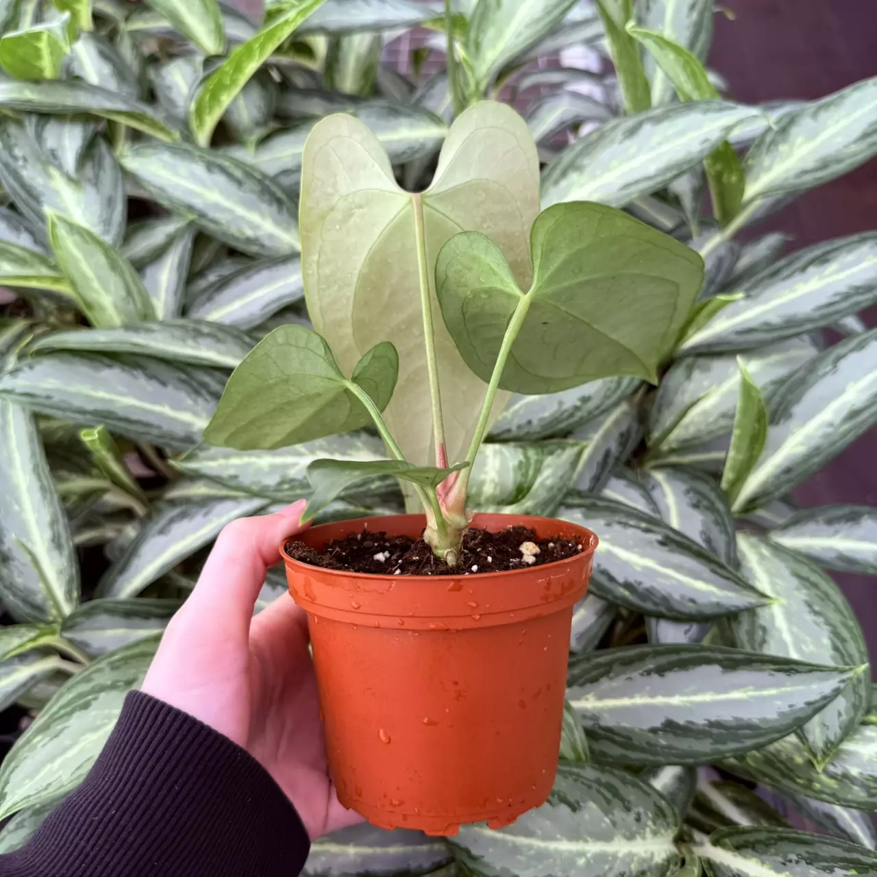 plant/Anthurium Sp. Napo 4” pot Growers Choice-5