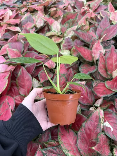 plant/Philodendron Pittieri 4” Pot Growers Choice-3-thumbnail