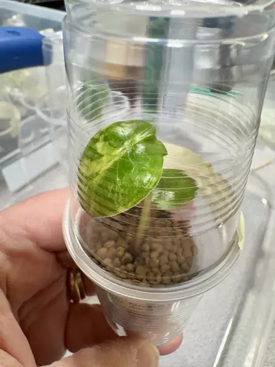 plant/0629 Alocasia Wentii Aurea Variegated Pink-0-thumbnail