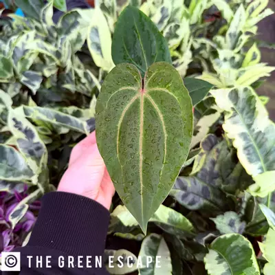 plant/Anthurium Green Dark Phoenix 4” pot Growers choice-0-thumbnail