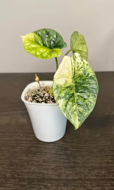 plant/Alocasia Sinuata tricolor Corm-0-thumbnail
