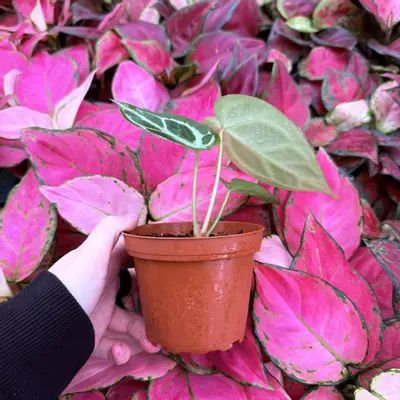 plant/Anthurium Crystallinum Cracklin Veins x Magnificum 4” pot Growers Choice-4-thumbnail