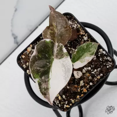 plant/Alocasia 'Cuprea' Albo/Pink Variegated *Grower's choice*-0-thumbnail