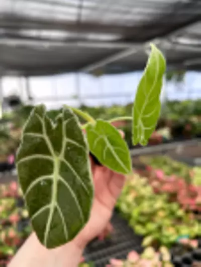 plant/Alocasia Watsoniana Glossy Starter Plant Growers Choice P1-4-thumbnail