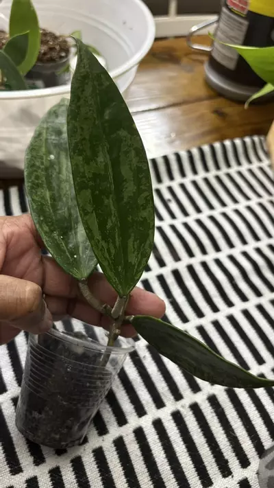 plant/Rangsan-0-thumbnail