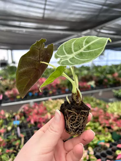 plant/Alocasia Watsoniana Glossy Starter Plant Growers Choice P1-10-thumbnail