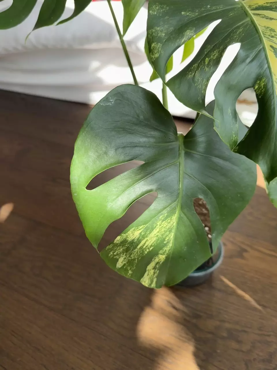 plant/Monstera Yellow Marilyn XL 6”-2
