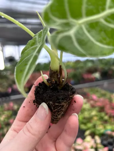 plant/Alocasia Watsoniana Glossy Starter Plant Growers Choice P1-13-thumbnail